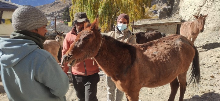 साउनदेखि जडीबुटी बीमा लागू हुने